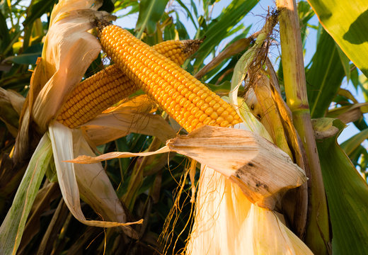 Corn on the stalk