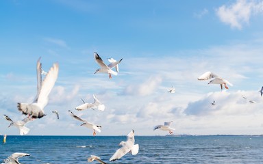 Seagulls flying over Baltic Sea