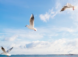 Seagulls flying over Baltic Sea
