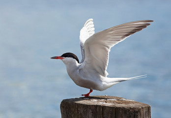 Common tern (Sterna hirundo).