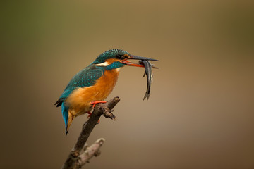 Common Kingfisher with catch