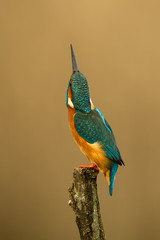 Common Kingfisher