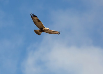 buzzard, Buteo lagopus