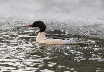 Fototapeta premium Swimming Goosander male