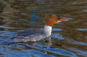 Swimming Goosander female.