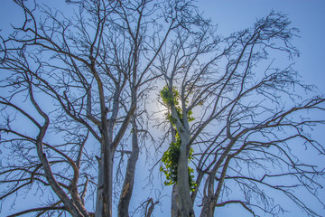 Trees at Char Chinar, Dal Lake, Kashmir, India