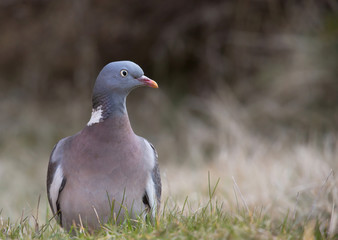 Common wood pigeon (Columba palumbus) in forest.