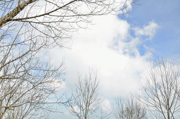 Fototapeta na wymiar dry branch tree and the blue sky