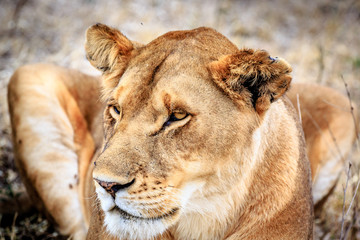 Naklejka na ściany i meble Portrait of a lioness in the Serengeti National Park, Tanzania, Africa