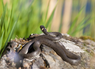 Fototapeta premium A black snake lying on a rock in the reeds.