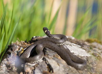 A black snake lying on a rock in the reeds.