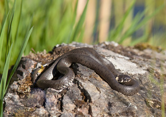 Grass snake (Natrix natrix  lying on a rock by a lake.