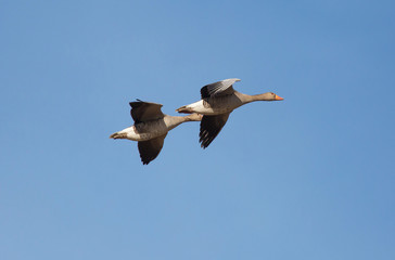 Greylag Goose