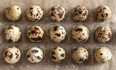 Obraz premium Overhead view of quail eggs in plastic holder