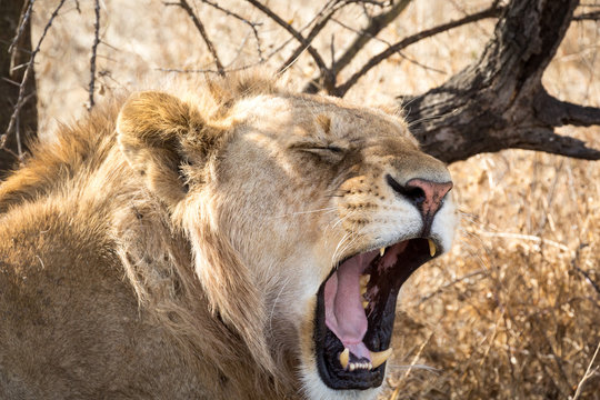 A young male lion yawning in the heat of a summer afternoon in the Serengeti National Park, Tanzania