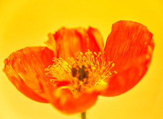 poppy close-up (213)