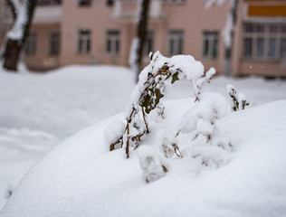 Tree branch under snow in the city