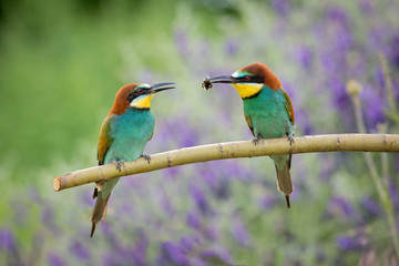 Peace offer