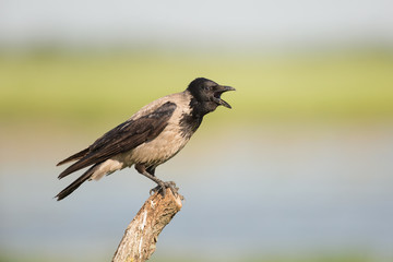 Hooded Crow
