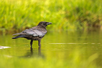 Carrion Crow