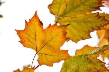 Naklejka na ściany i meble Autumn leaves of a maple tree