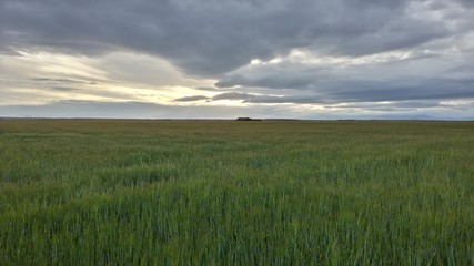 Campo de trigo