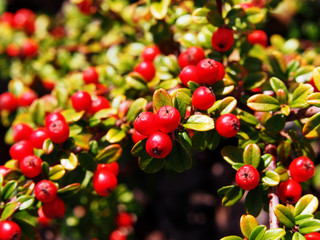 Close up of Cotoneaster berries  