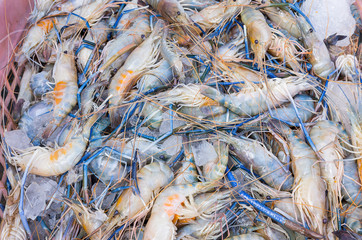 Shrimp on the market, in Thailand