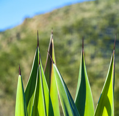cactus in the desert