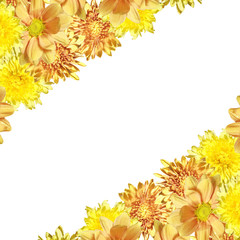 Beautiful floral background of yellow chrysanthemums 