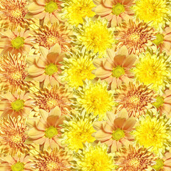 Beautiful floral background of yellow chrysanthemums 