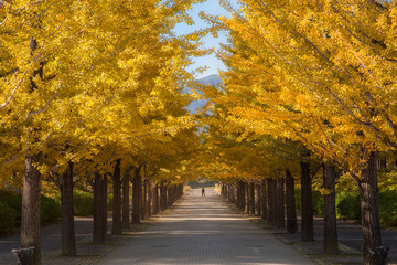 nice yellow color with ginkgo tree at Japan