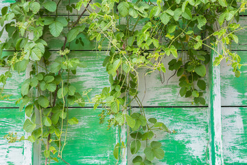 green plant on background green wall