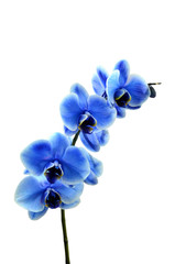 Naklejka na ściany i meble Orchid blue flower