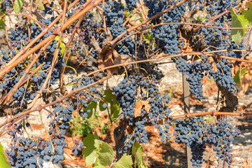 grappes mûres pour les vendanges 