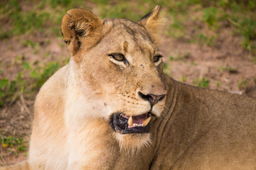 Obraz na płótnie Canvas Lions at Sabi Sand Game Reserve