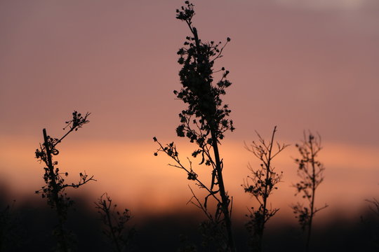 Bloom