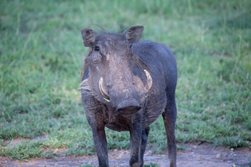 Warthog