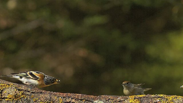 Brambling, fringilla montifringilla, Adult with Food in its Beak attacking Female Blackcap, sylvia atricapilla, Normandy, Slow motion
