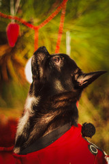 собака под ёлкой