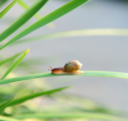 A snail isolated on the green leaves