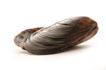 Empty sea mussel