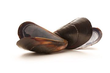 Empty sea mussels