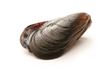Empty sea mussel