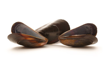 Empty sea mussels