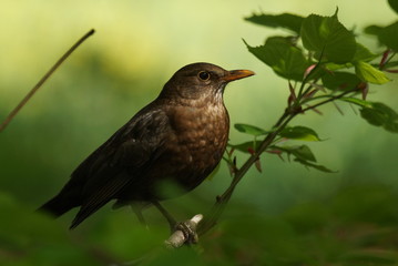 Kos (Turdus merula)
