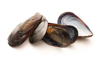 Empty sea mussels
