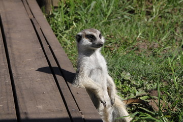 Erdmännchen