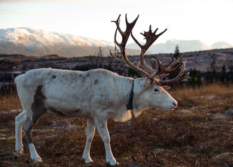 reindeer in its natural environment in scandinavia 