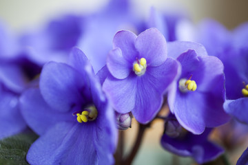 Close-up of violets